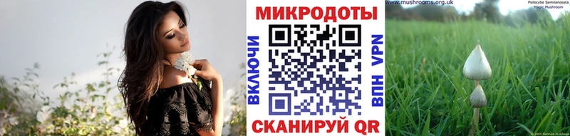 купить наркотик  Любань  Галлюциногенные грибы Psilocybe 